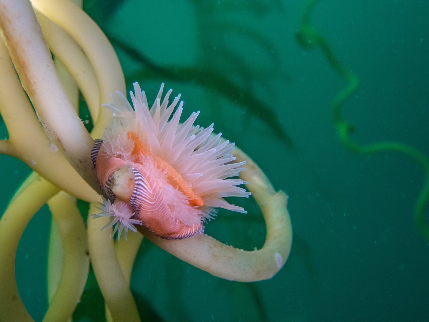A proliferating anemone attached to a giant kelp stipe at Strawberry Ledges