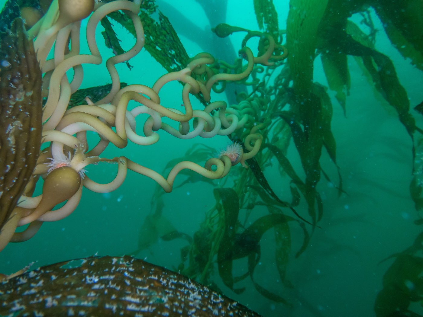 Curled giant kelp stipes in green water at Strawberry Ledges