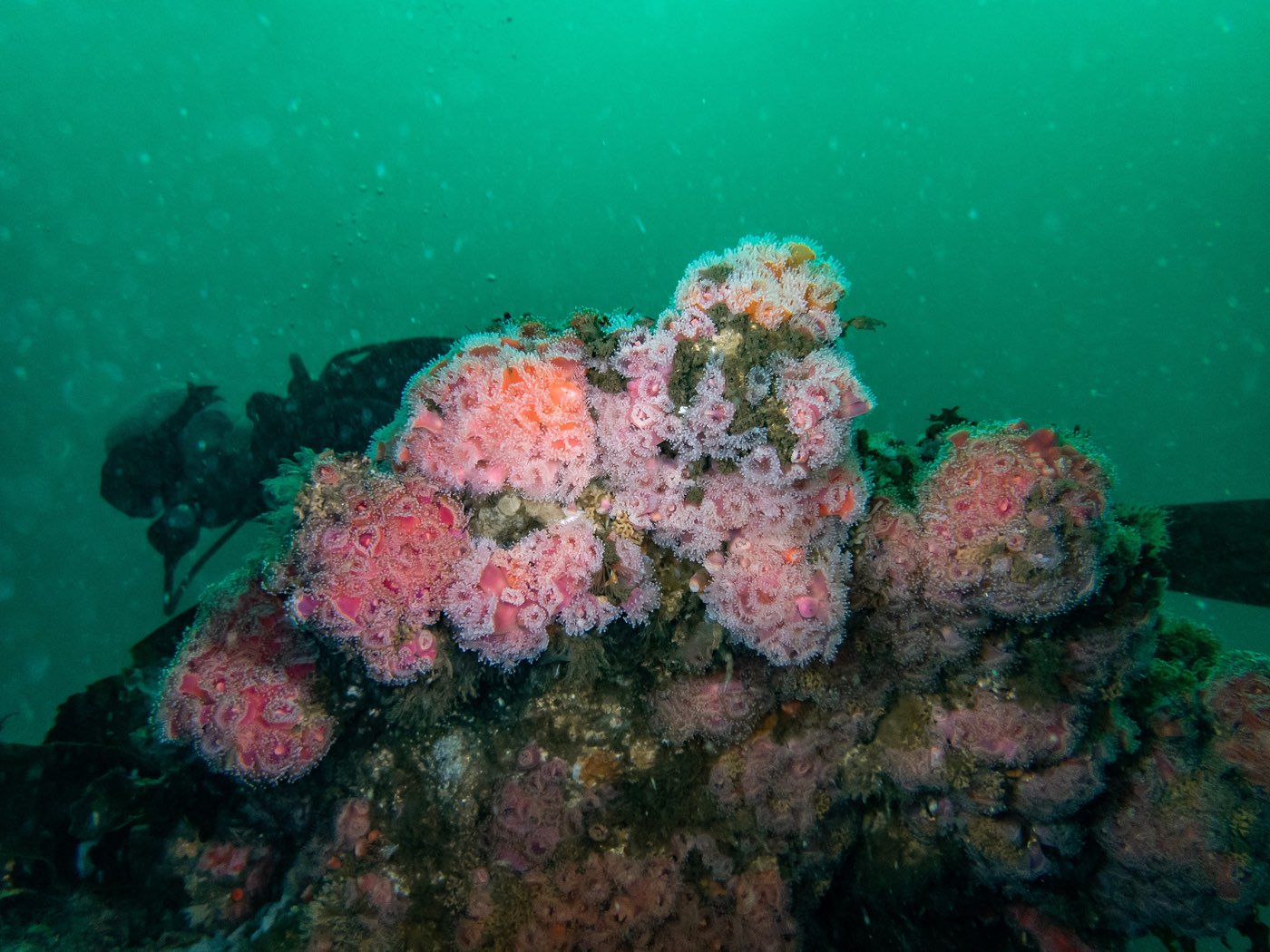 A diver behind a boulder of strawberry anemones at Strawberry Ledges