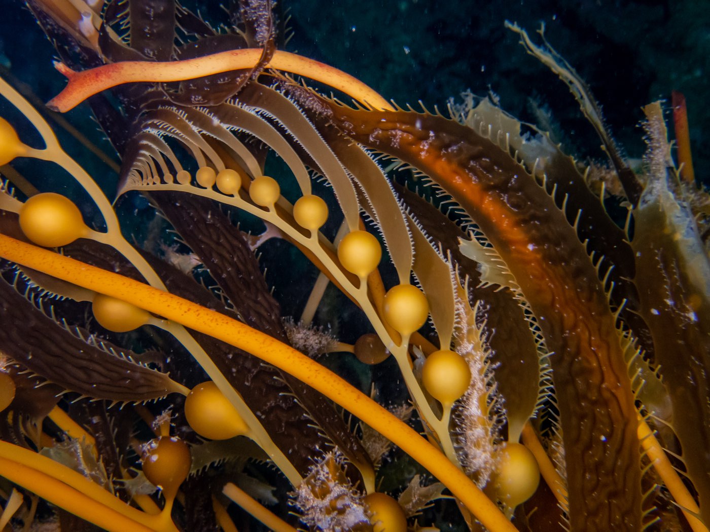Giant kelp fronds and gas-filled floats at Treefish Terrace