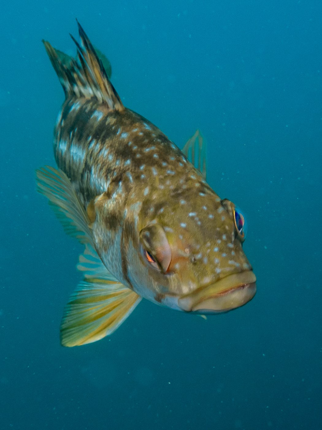 A kelp bass at Divers Disneyland