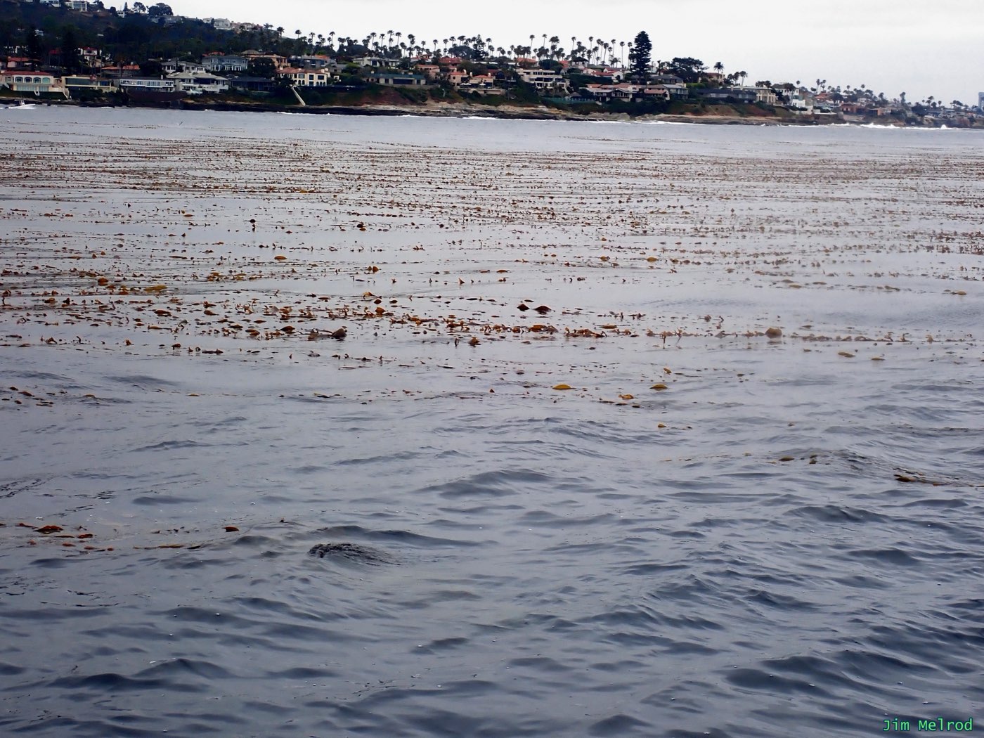 A giant kelp canopy at the surface off La Jolla, the forest's northern twin, with the shoreline behind