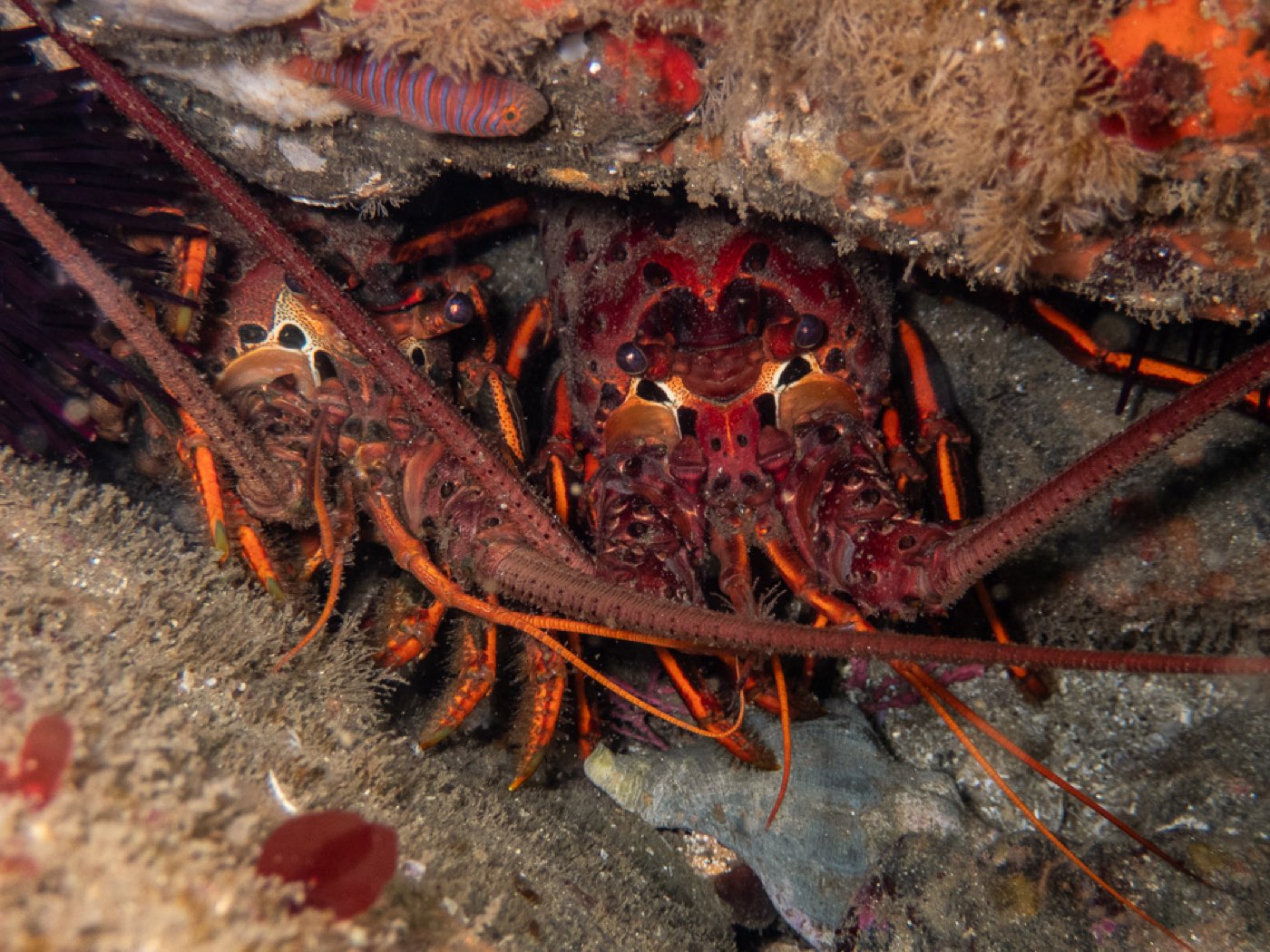 California spiny lobsters under a ledge with a zebra goby, Point Loma