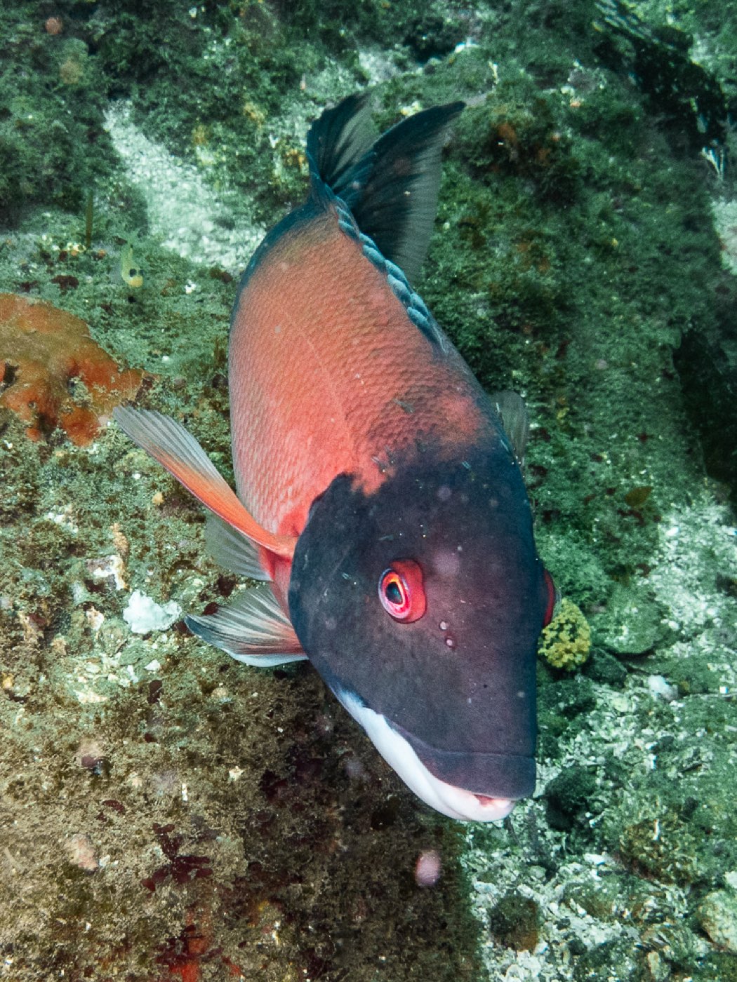 A male California sheephead, one of the reef's urchin predators, off Point Loma