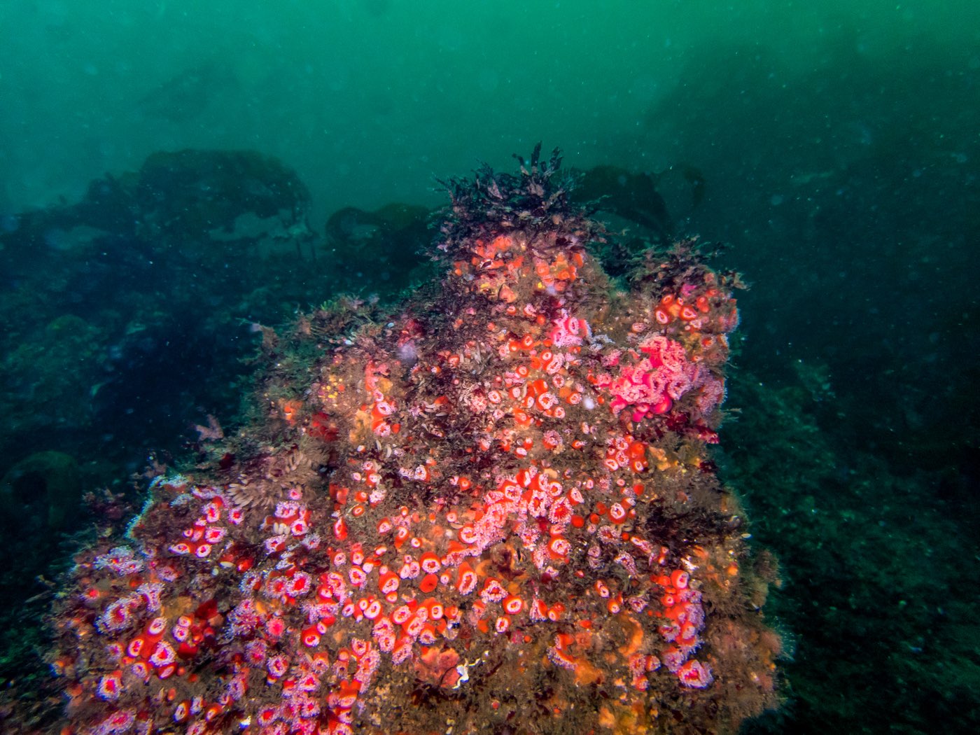 A pinnacle at Treefish Terrace carpeted in strawberry anemones, the rocky reef the kelp grows from