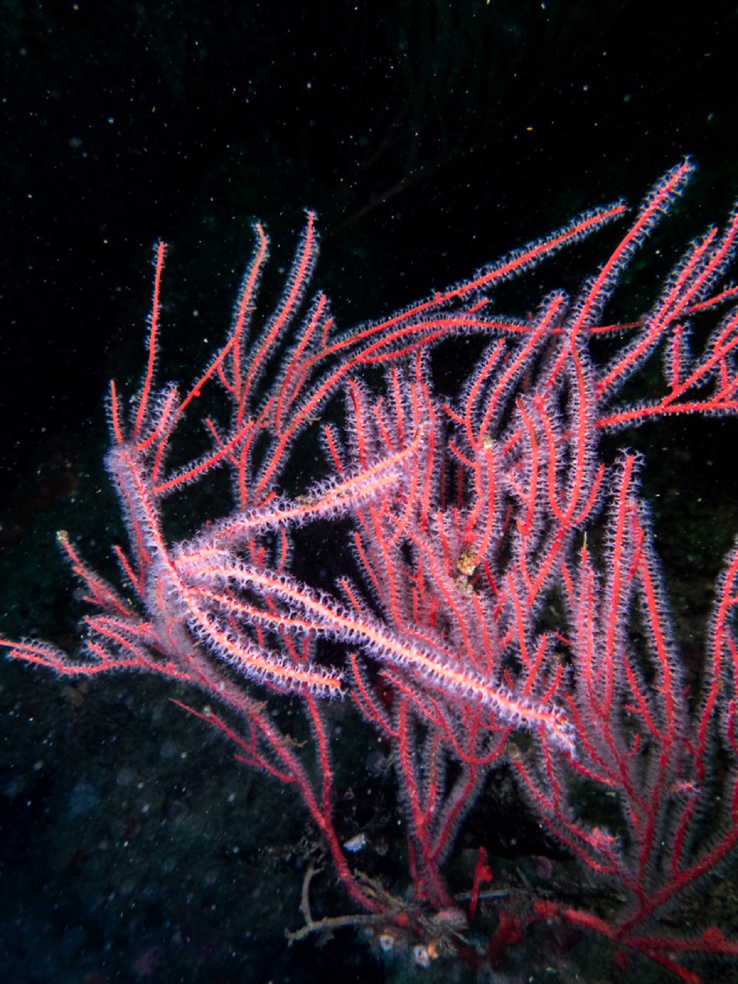 A red gorgonian at Connor's Canyon