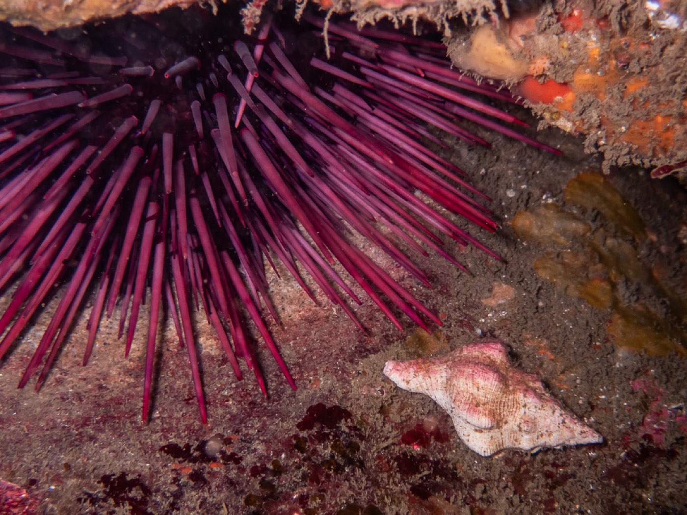 A red urchin and a Kellet's whelk under a ledge at Divers Disneyland: the grazer that turned the forest to barrens in the 1950s