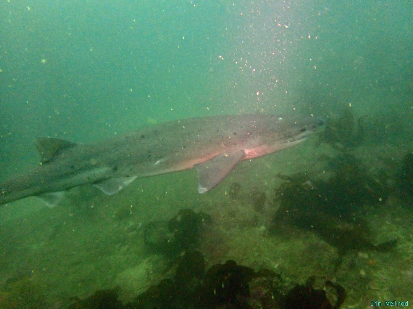 A sevengill shark over kelp off San Diego