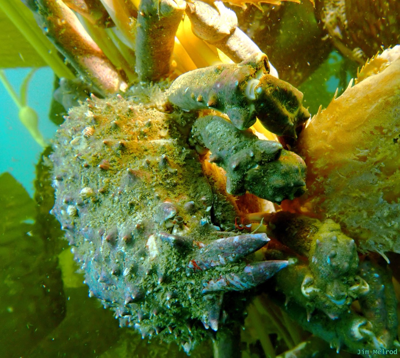 A sheep crab climbing through giant kelp