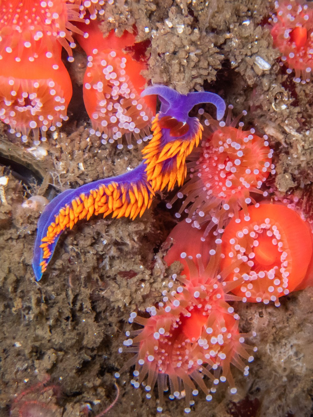 A Spanish shawl nudibranch among strawberry anemones at Strawberry Ledges