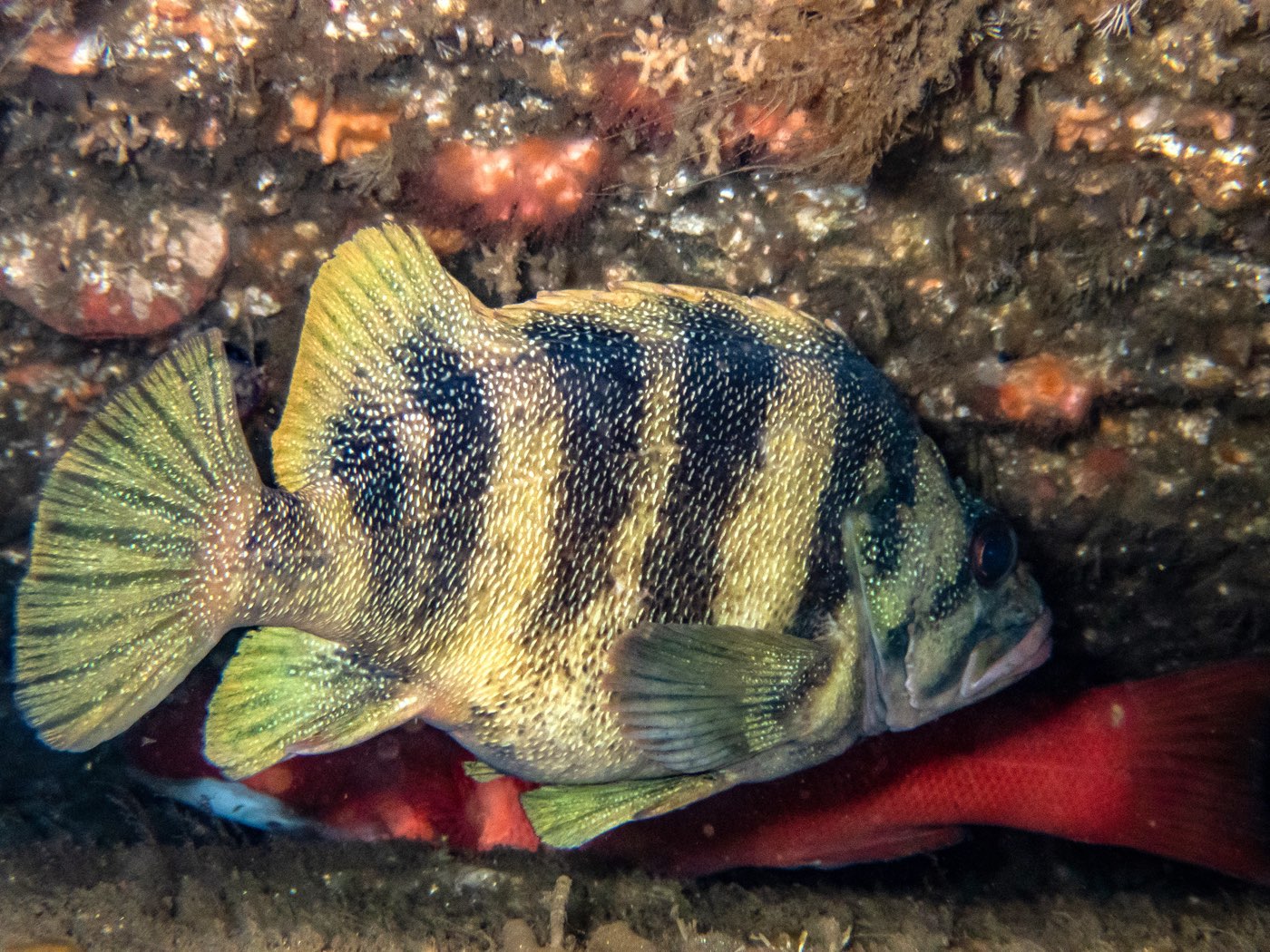 A treefish under a ledge at Strawberry Ledges