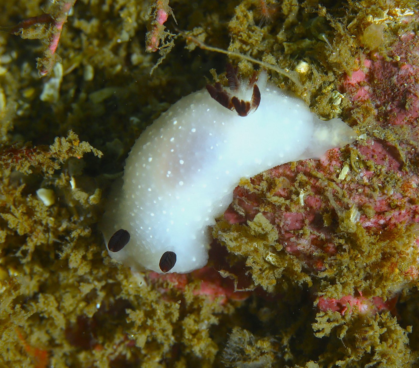 Anchor Management, photographed by Rod Tuttle