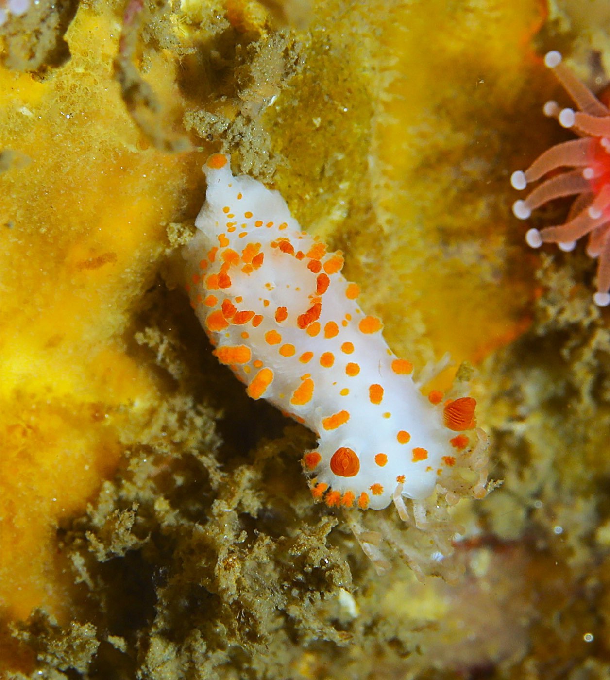 Anchor Management, photographed by Rod Tuttle