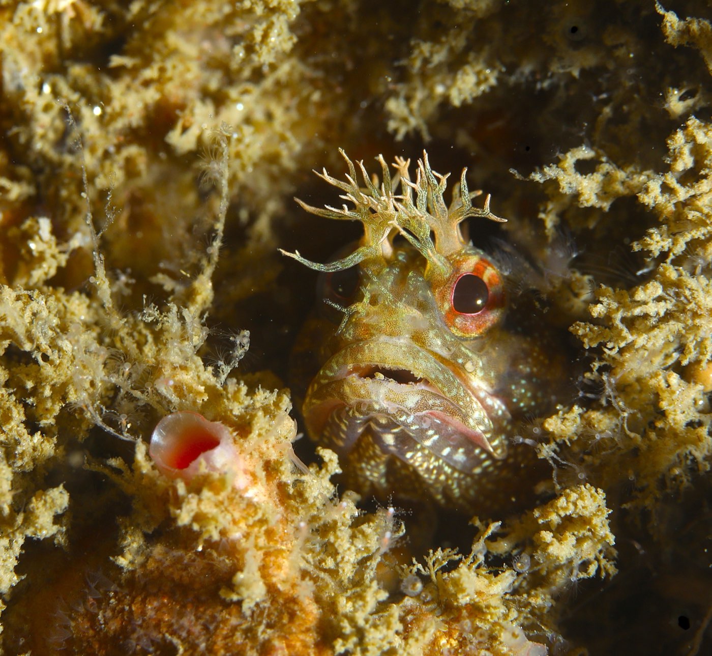 Anchor Management, photographed by Rod Tuttle
