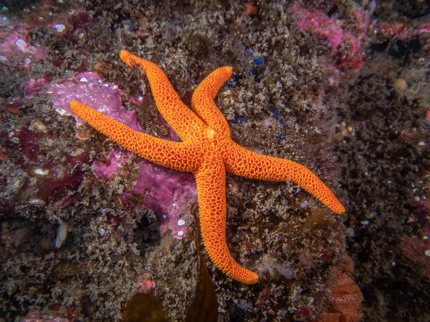Blood star at Ancient Caverns, August 2023