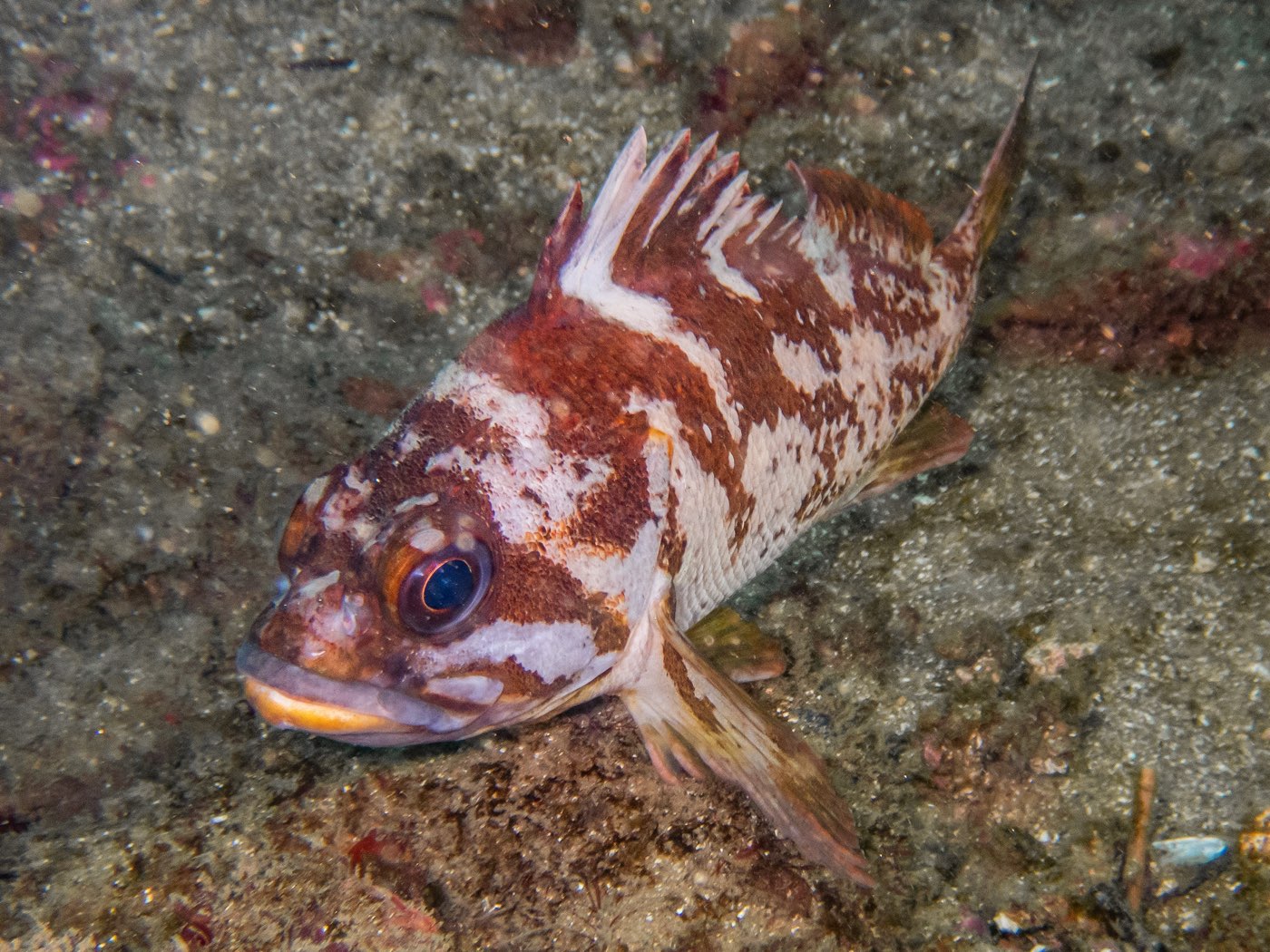 Brown rockfish at Ancient Caverns, August 2023