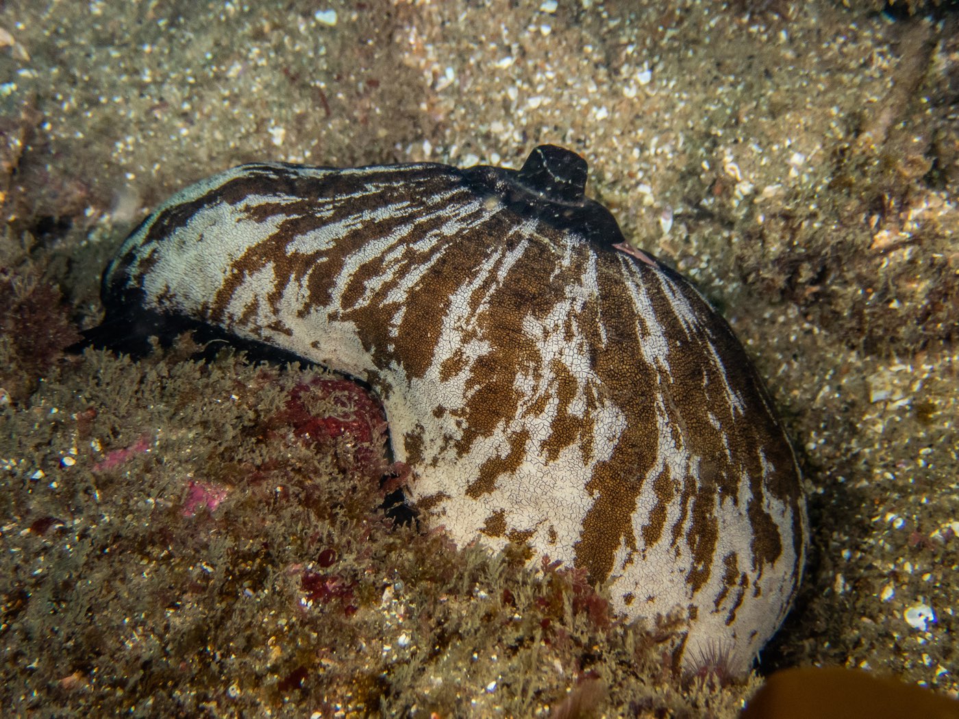 Giant keyhole limpet at Ancient Caverns, August 2023