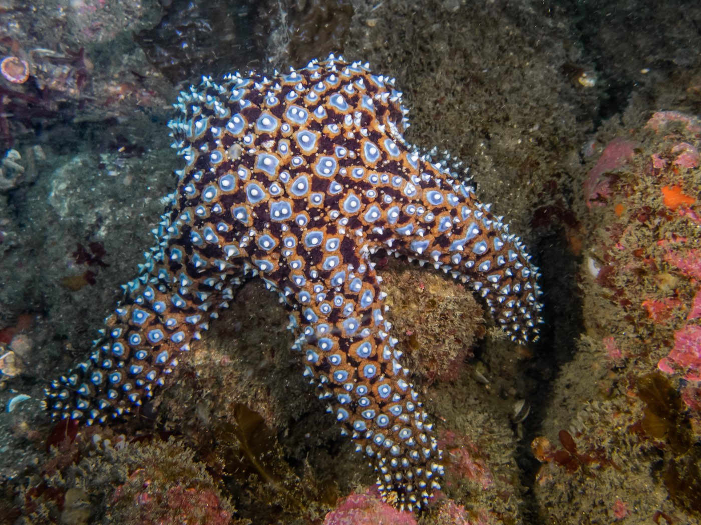 Giant spined star at Ancient Caverns, August 2023