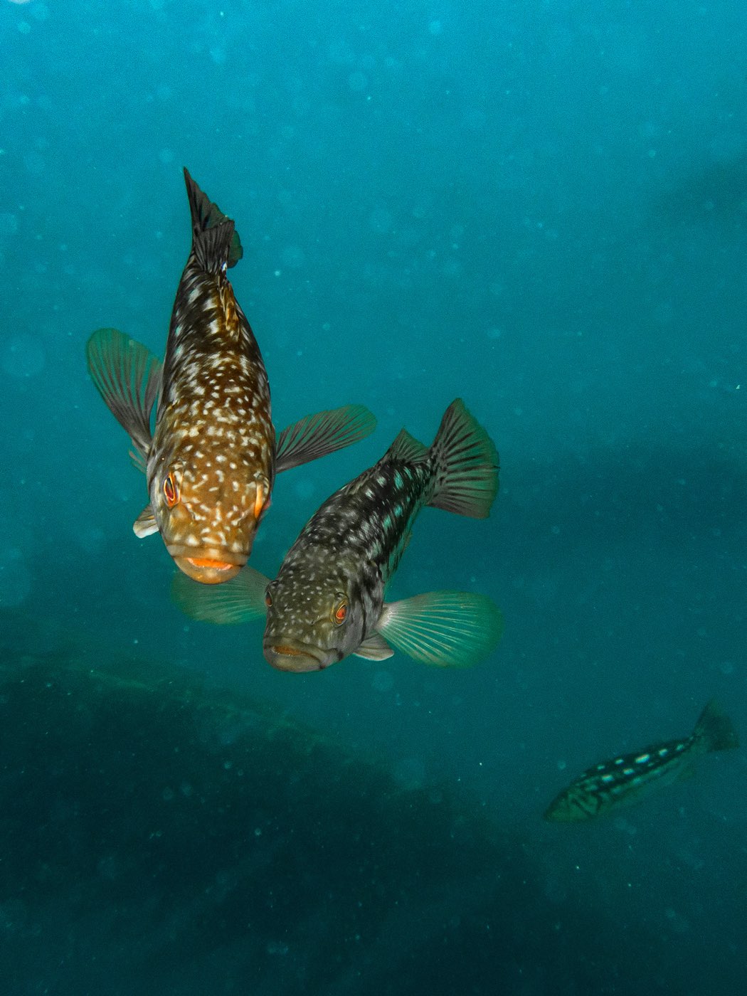 Kelp bass at Ancient Caverns, August 2023