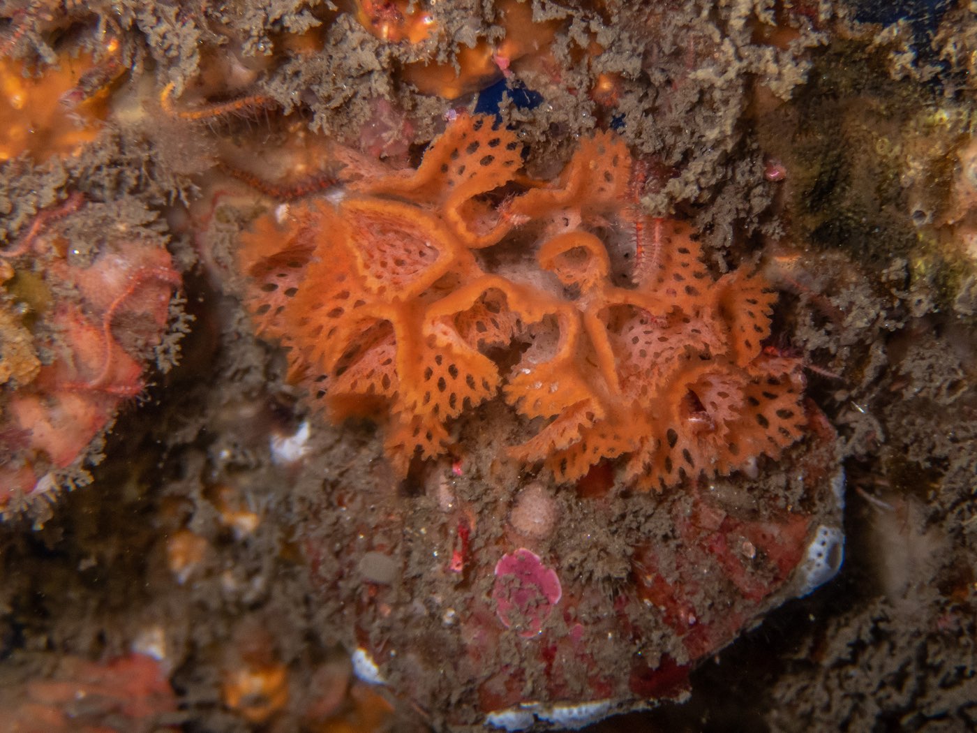 Lacy bryozoan at Ancient Caverns, August 2023