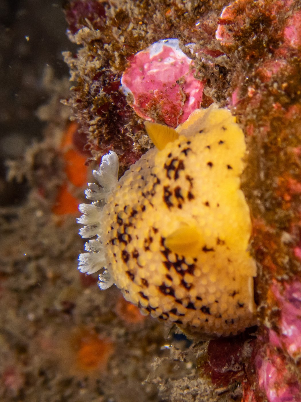 Sea lemon at Ancient Caverns, August 2023