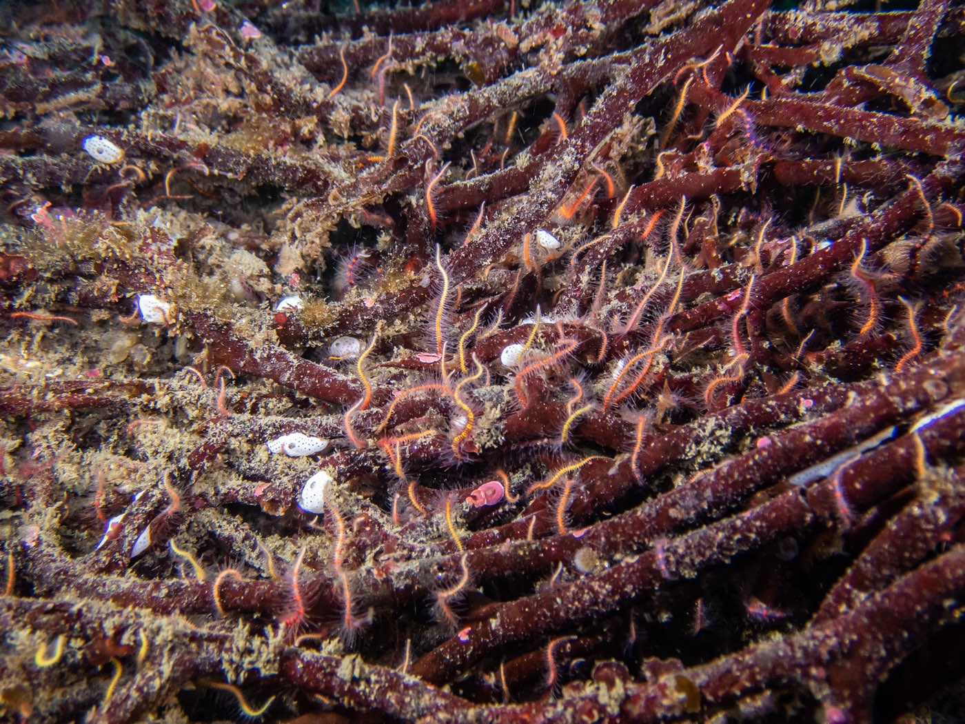 Spined brittles in dead holdfast at Ancient Caverns, August 2023