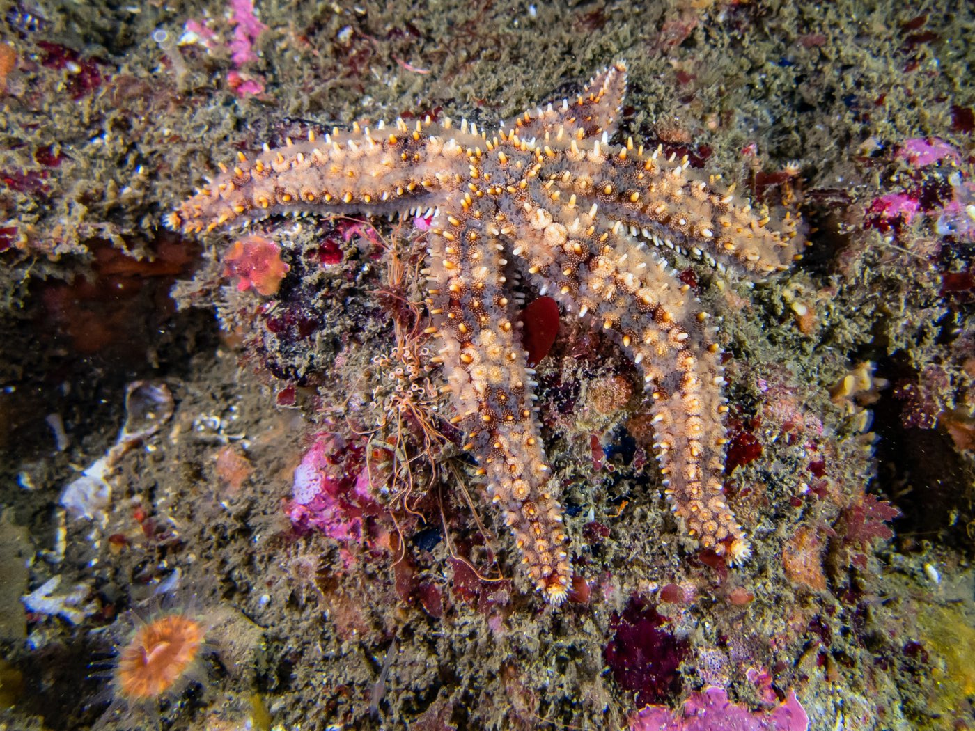 Asteriid sea star at Captain's Mast, May 2025