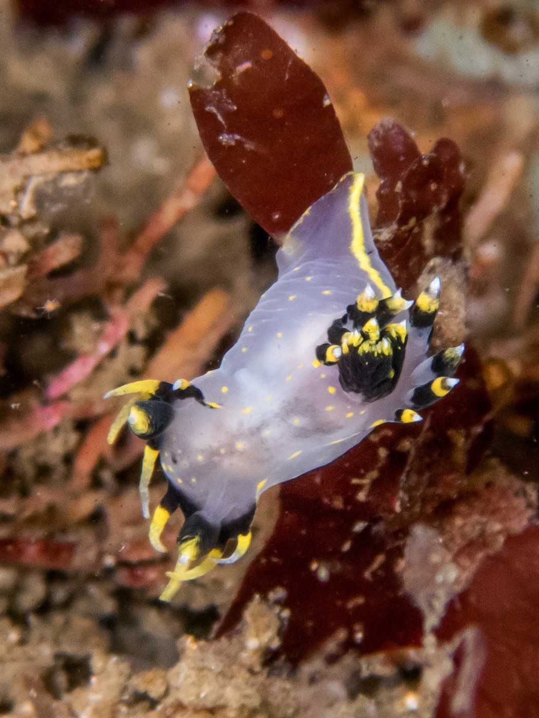 Polycera tricolor at Captain's Mast, May 2025