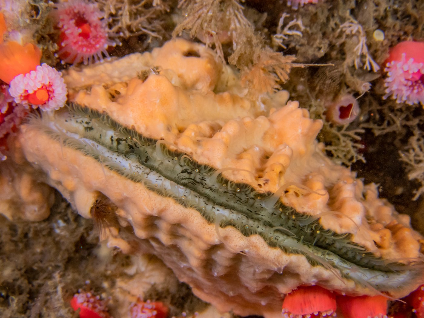 Rock scallop at Captain's Mast, May 2025
