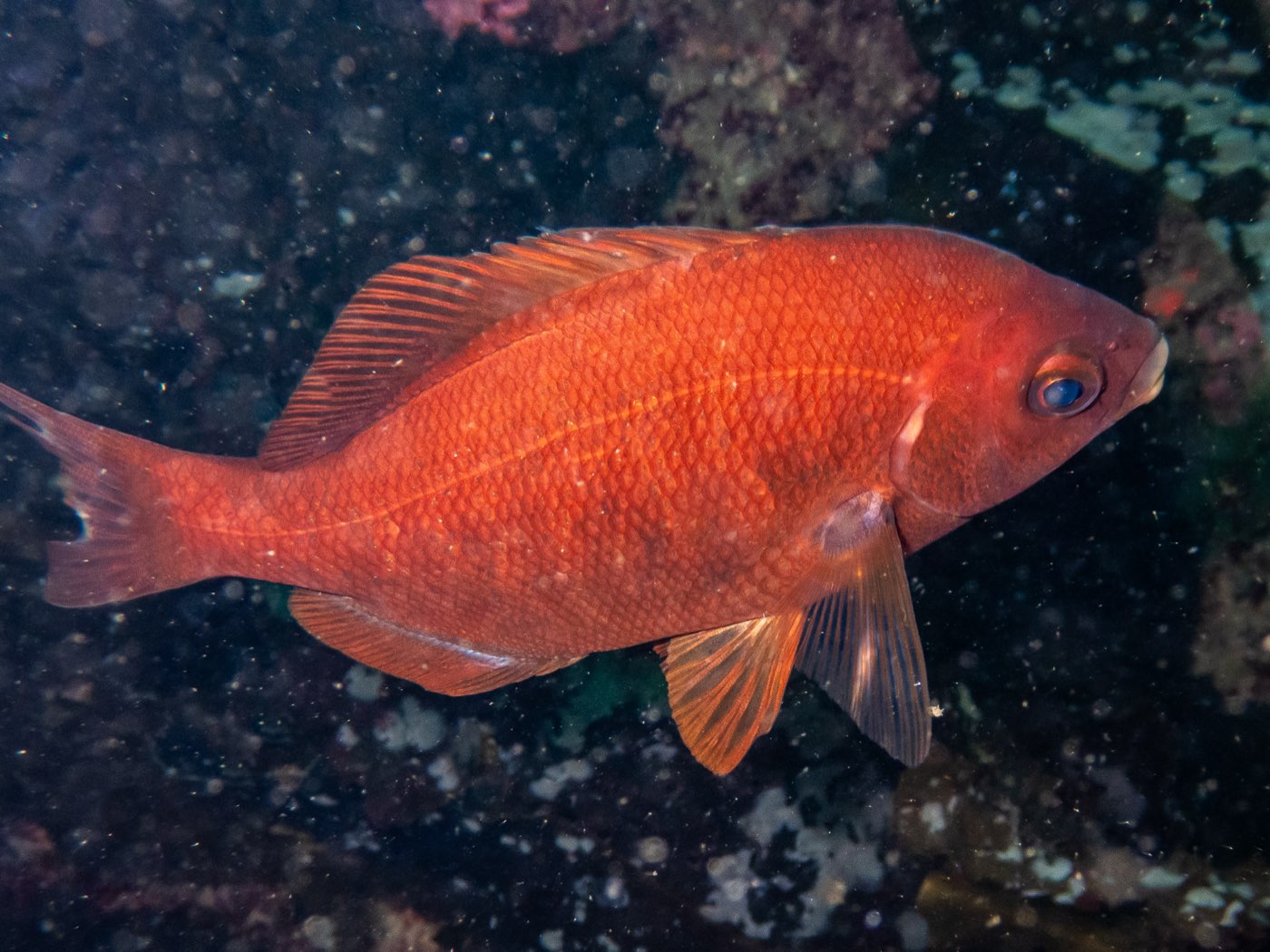 Black perch at Connor's Canyon, April 2026