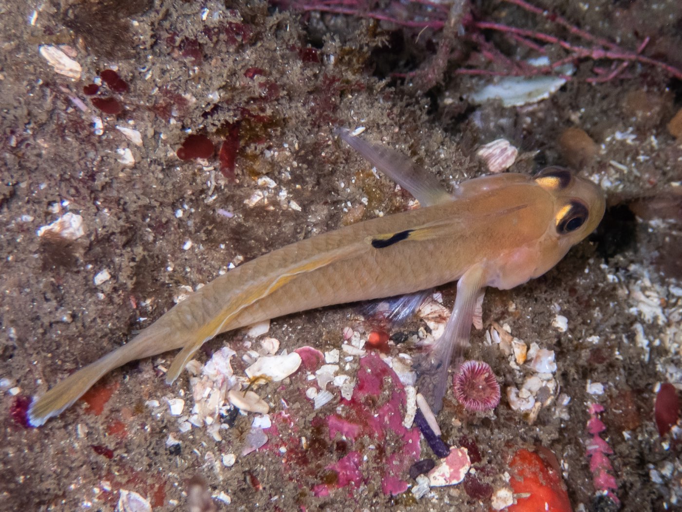 Blackeye goby at Connor's Canyon, April 2026