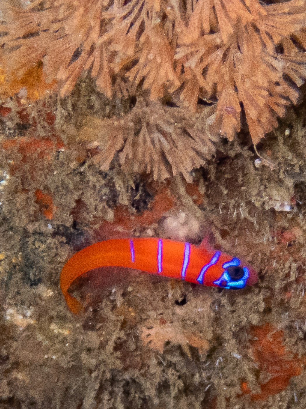 Bluebanded goby at Connor's Canyon, April 2026