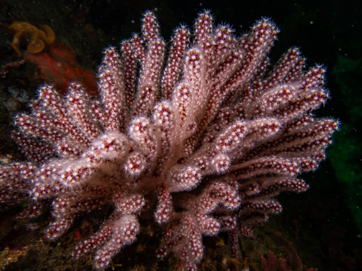 Brown gorgonian at Connor's Canyon, April 2026