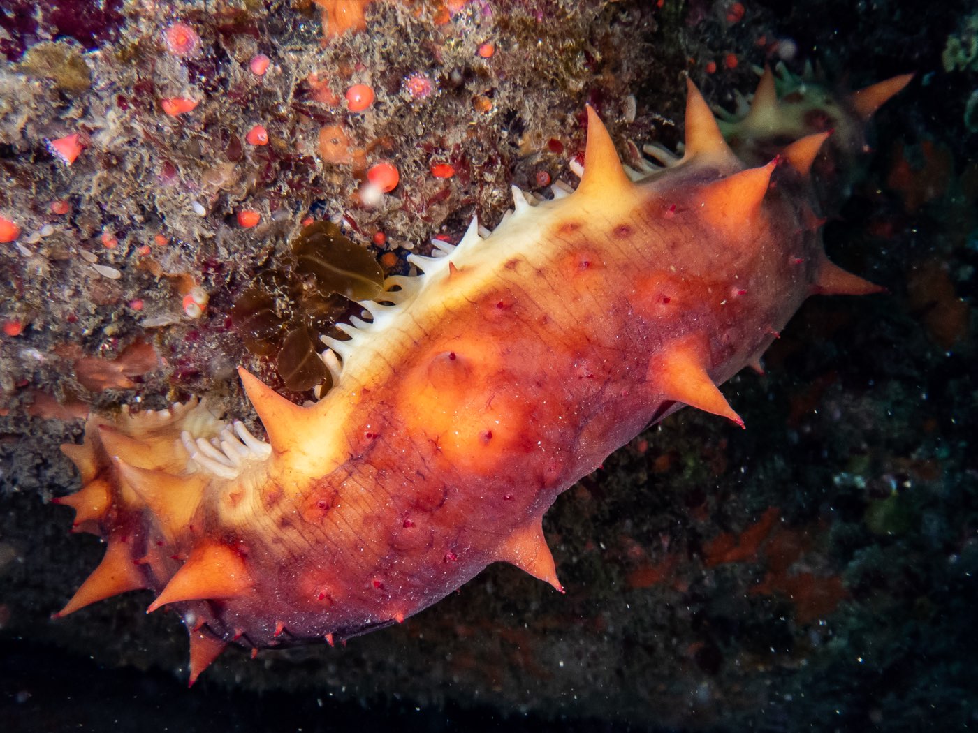 California sea cucumber at Connor's Canyon, April 2026
