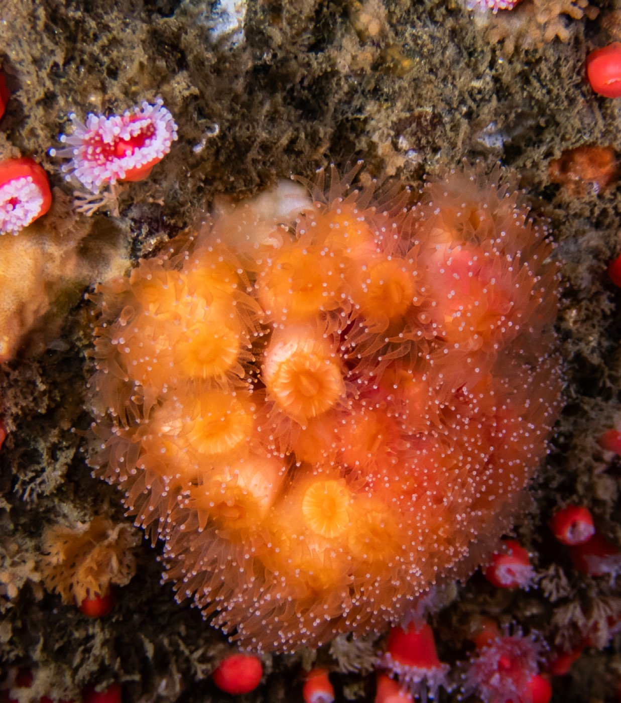 Coenocyathus bowersi at Connor's Canyon, April 2026