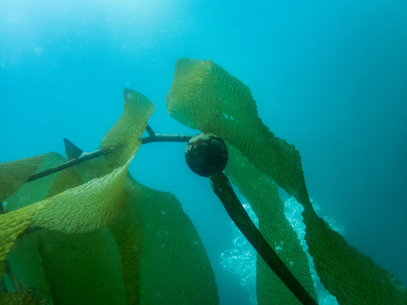 Elk kelp at Connor's Canyon, April 2026