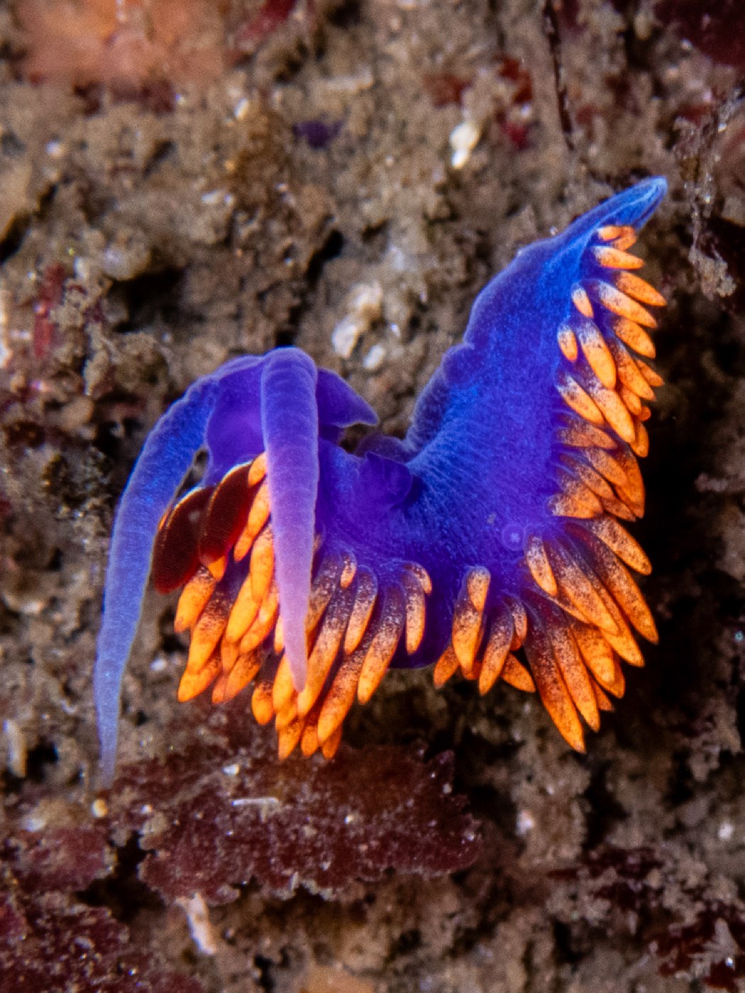 Spanish shawl at Connor's Canyon, April 2026