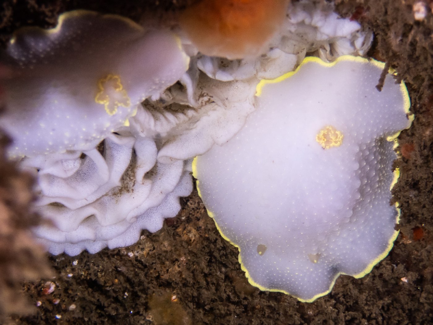 Cadlina laying eggs at Divers Disneyland, April 2026