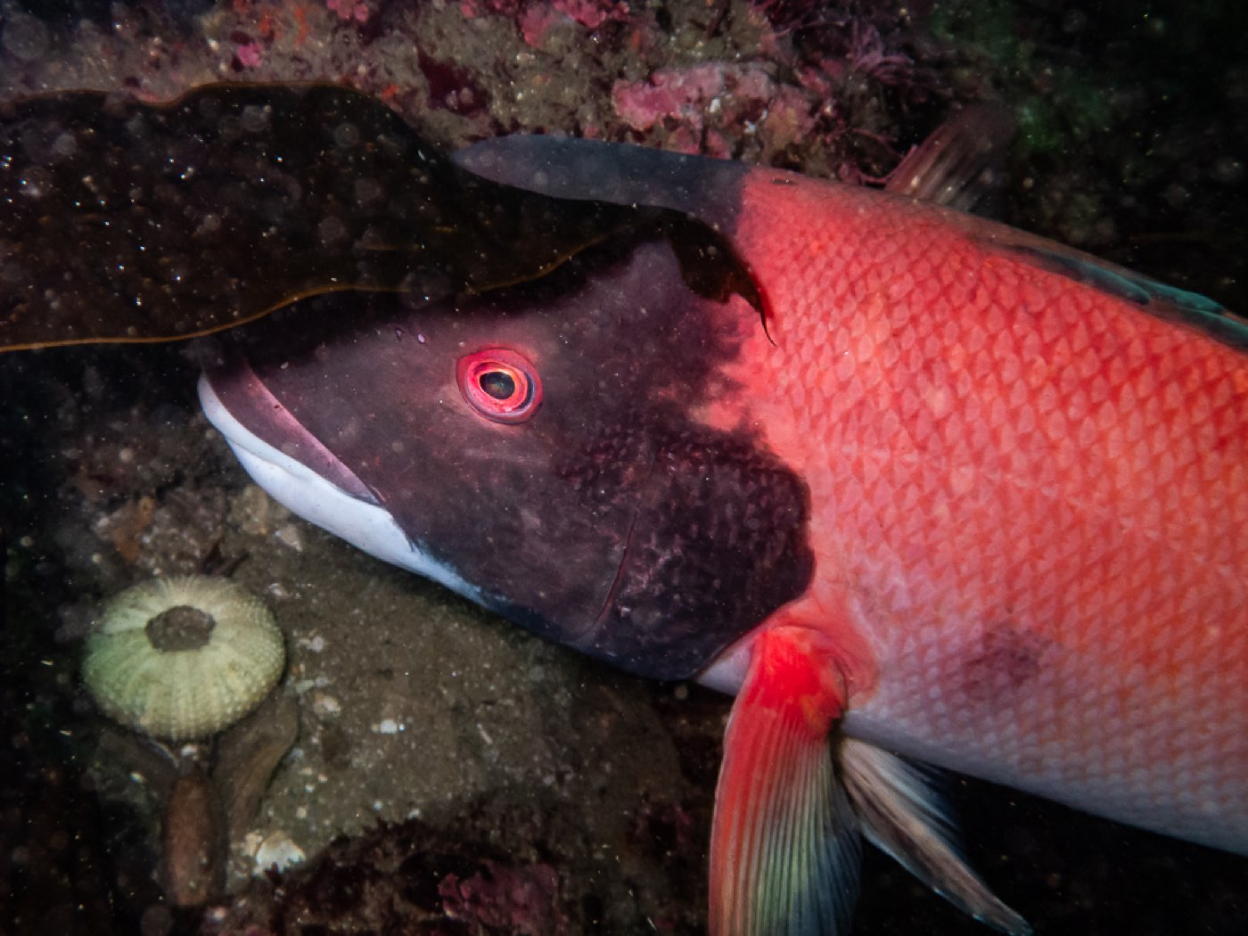 California sheephead at Divers Disneyland, April 2026