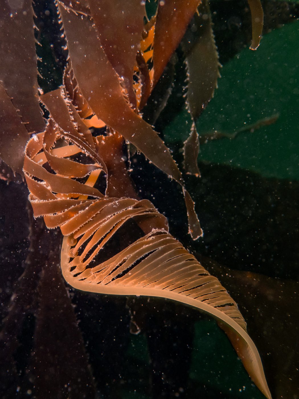 Giant kelp new growth at Divers Disneyland, April 2026