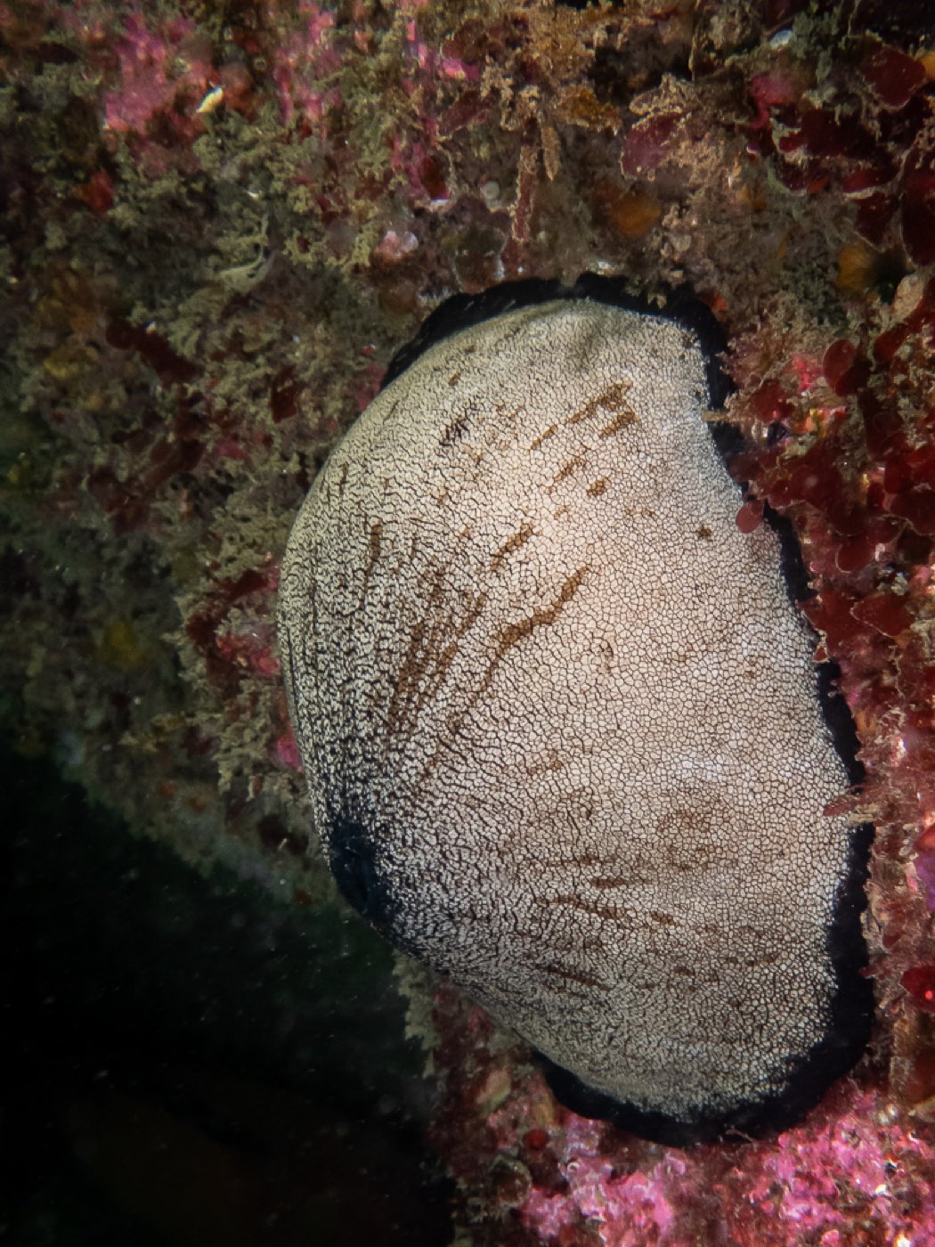 Giant keyhole limpet at Divers Disneyland, April 2026