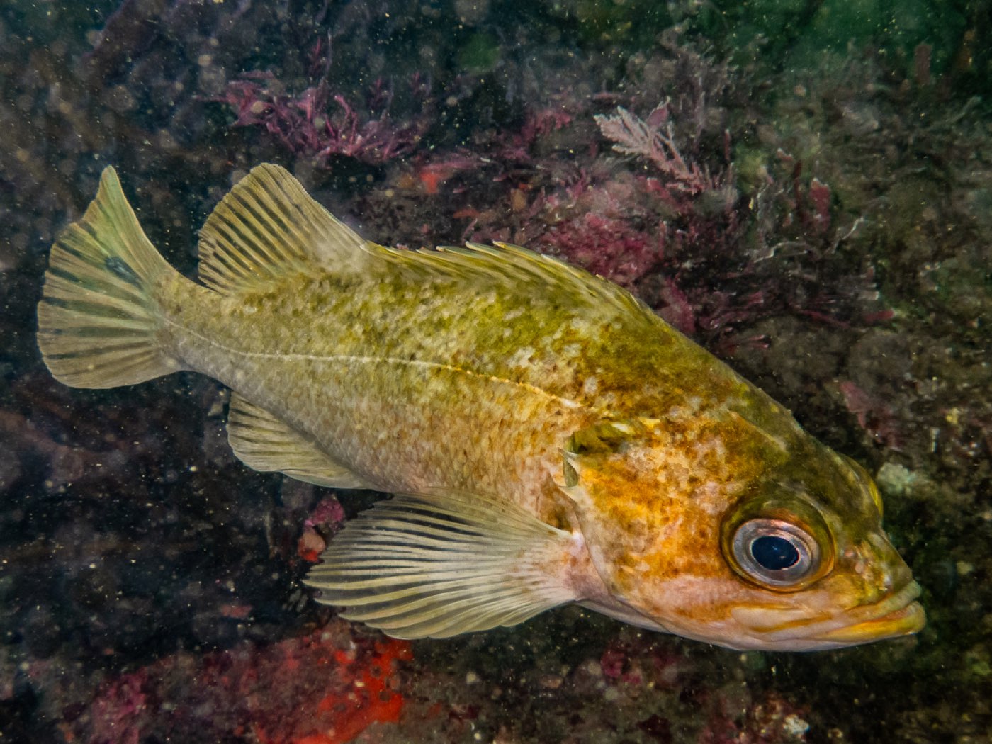 Kelp rockfish at Divers Disneyland, April 2026