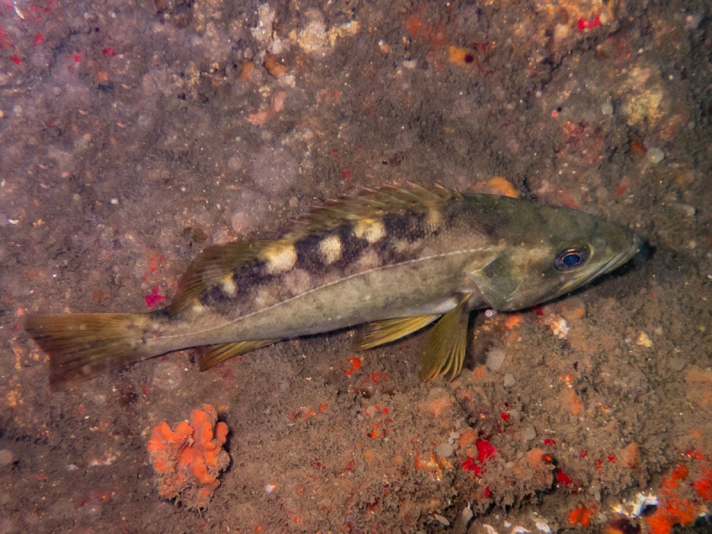Olive rockfish at Divers Disneyland, April 2026