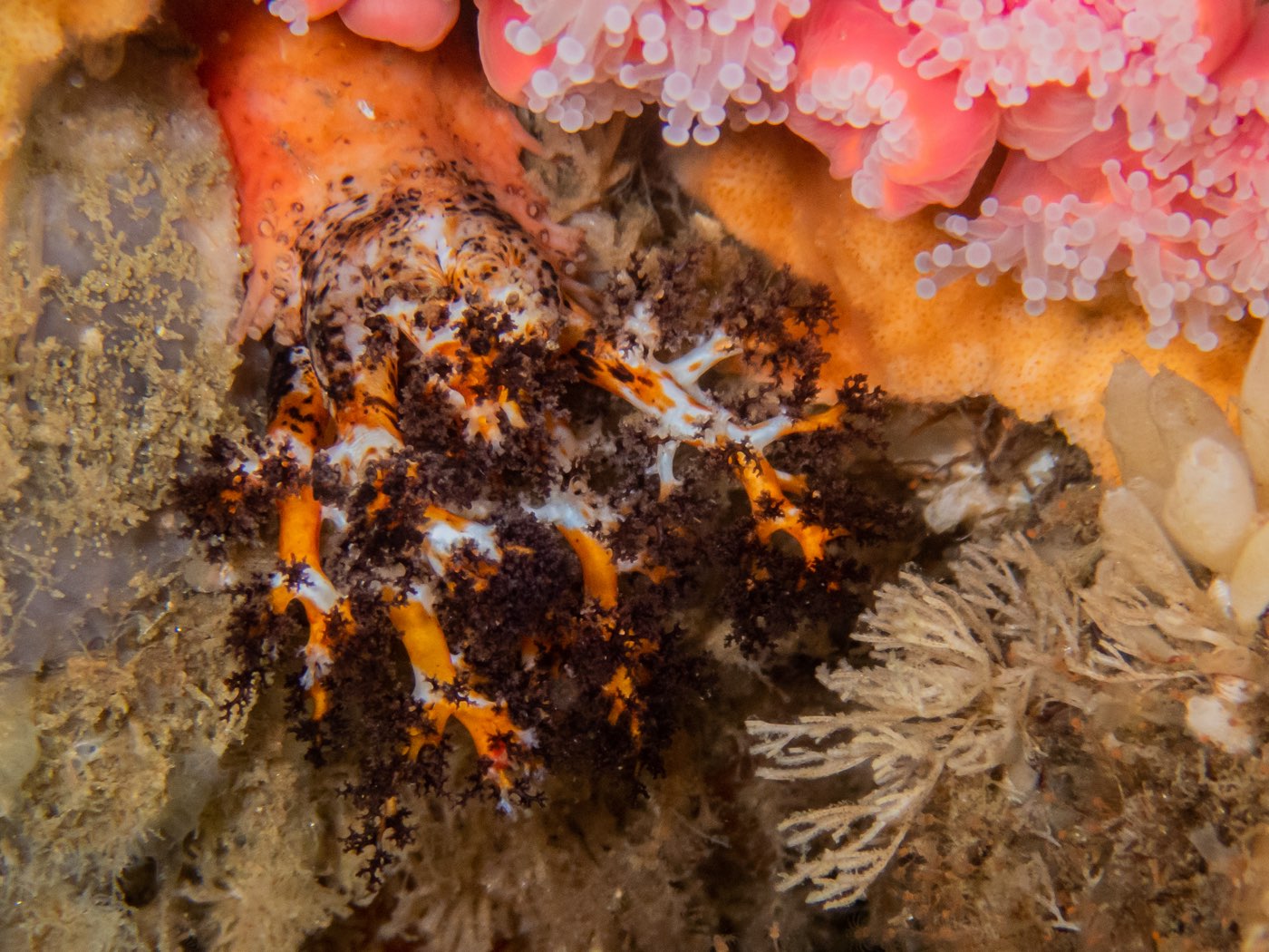 Black and orange sea cucumber at Donut Hole, May 2025