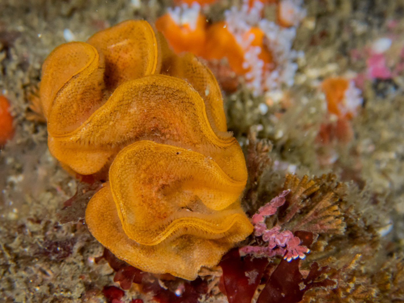 Fluted bryozoan at Donut Hole, May 2025