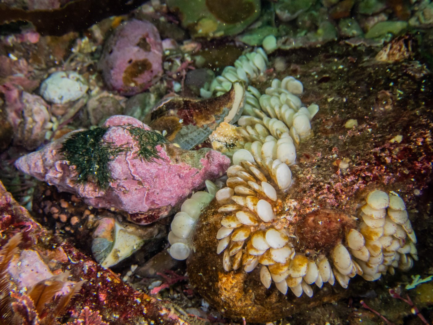 Kellet's whelk with eggs at Donut Hole, May 2025