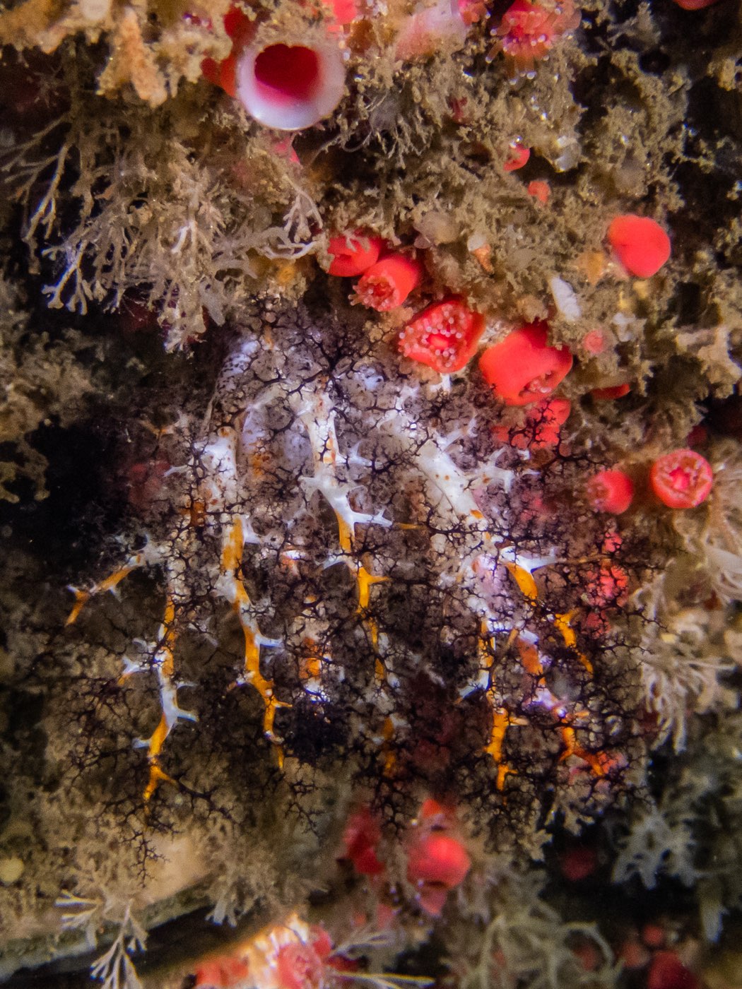 Black and orange sea cucumber at God's Rock & Quast Rock, September 2024