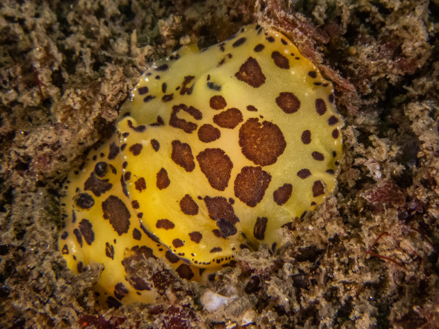 Mulliners dorid at God's Rock & Quast Rock, September 2024