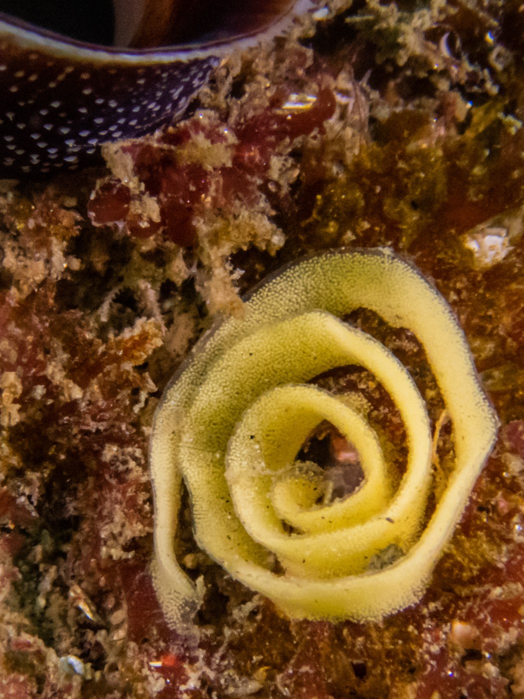 Nudibranch eggs at God's Rock & Quast Rock, September 2024