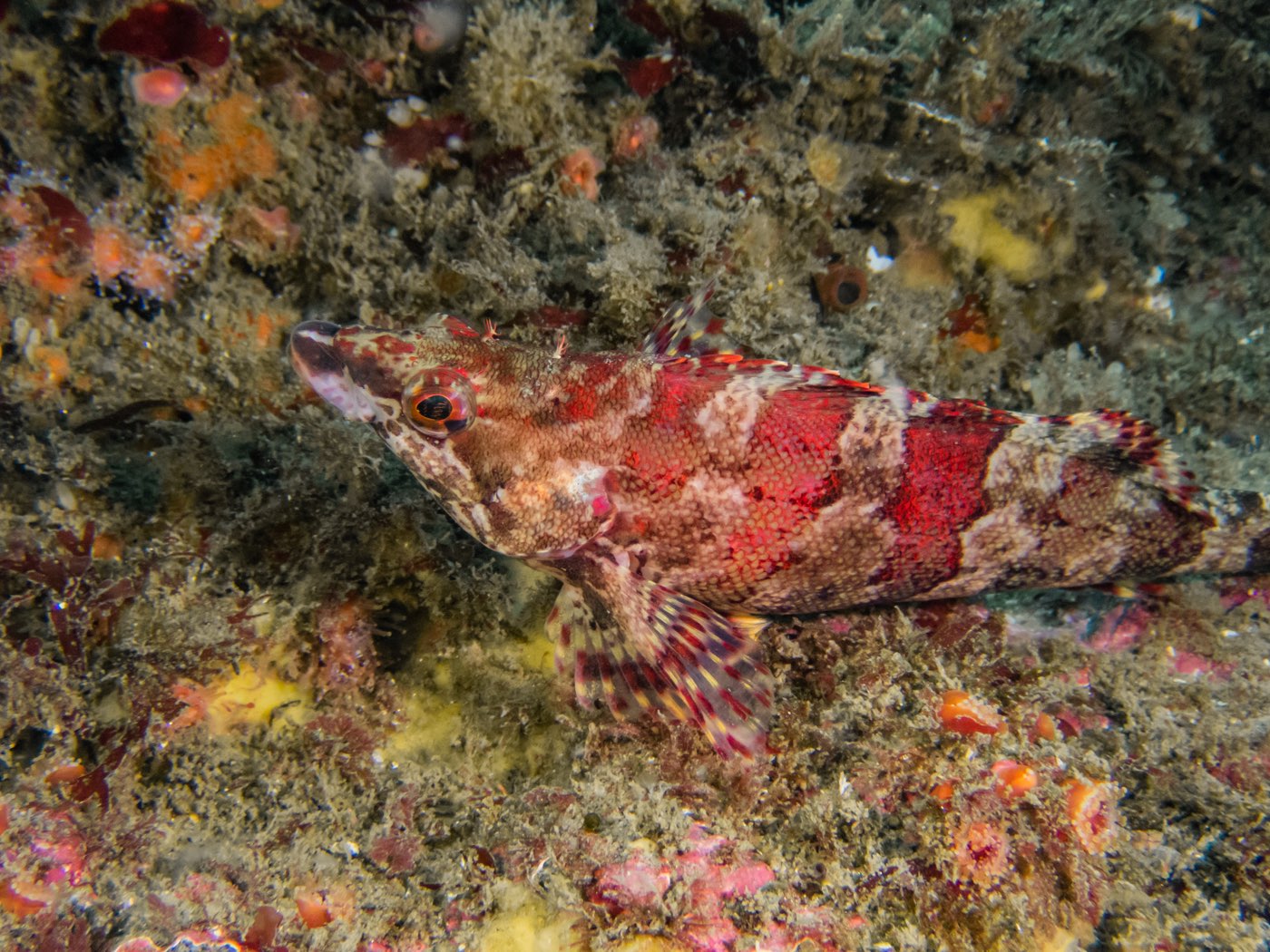 Painted greenling at God's Rock & Quast Rock, September 2024